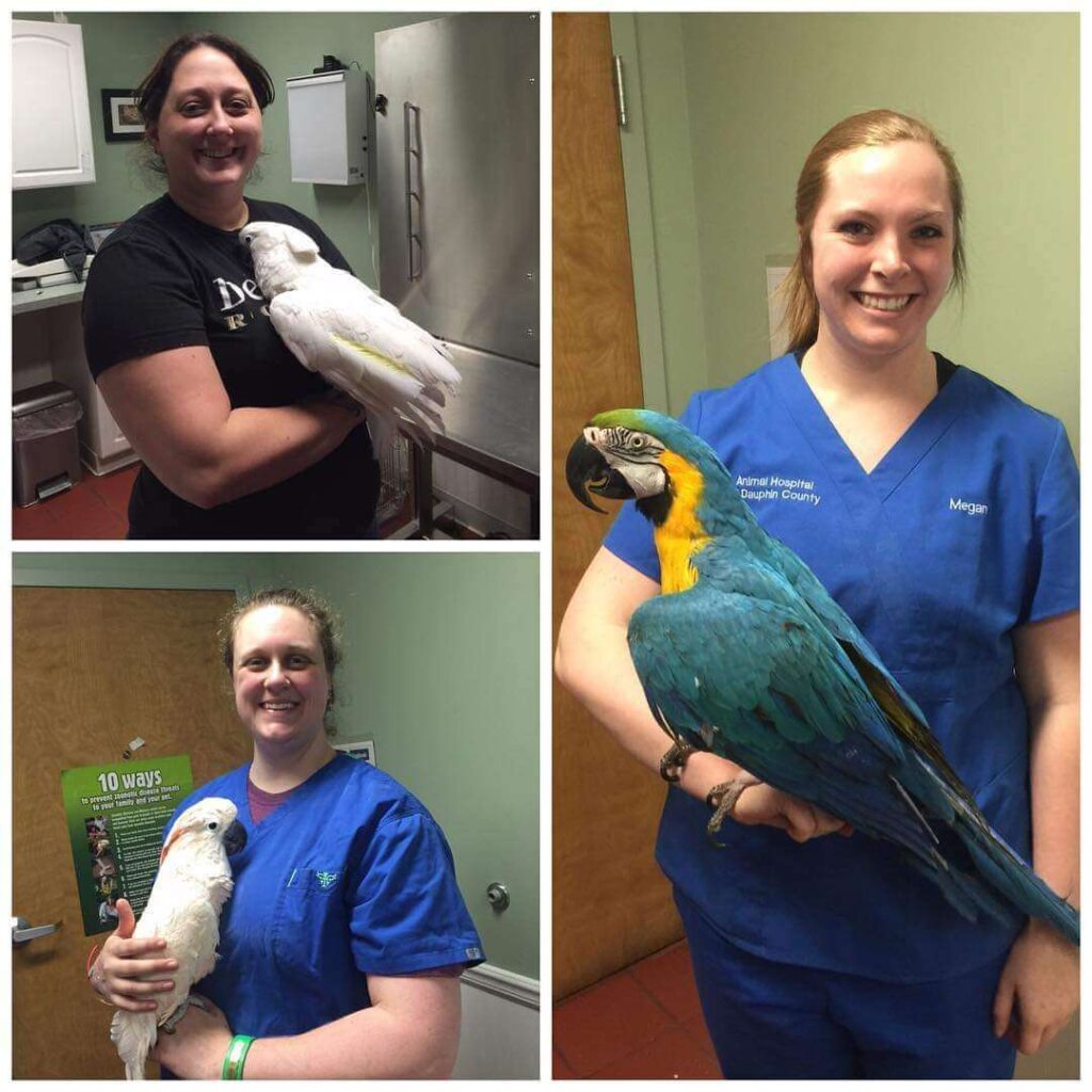 vets posing with exotic birds