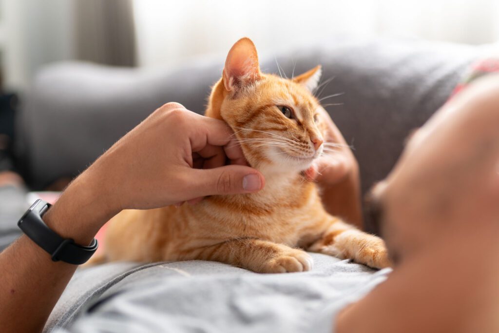 young man lying on a sofa interacts with a brown domestic cat