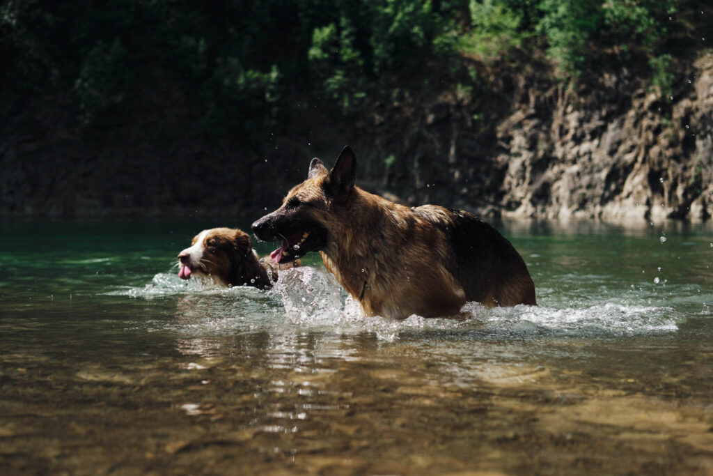 Lake Ledinci in Serbia country. Two happy dogs play and swim in clear water outdoor. Friendly pets - Australian and a German Shepherd swim in a quarry with turquoise water